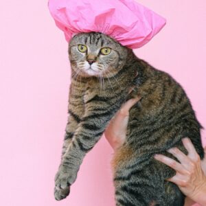cat in a shower cap